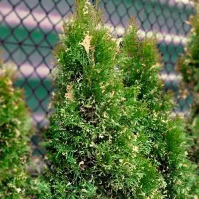 Туя СМАРАГД ВАРИЕГАТА западная в Колодищи