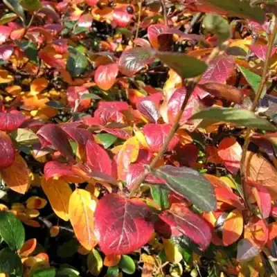 Кизильник блестящий в Колодищи