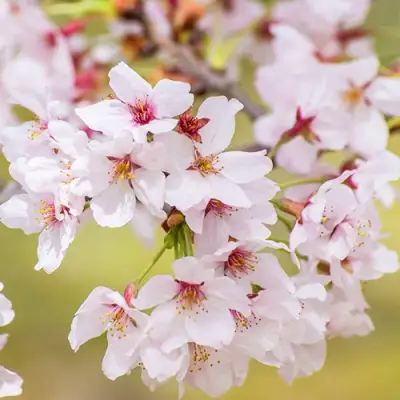 Сакура КОЙО НО МАЙ в Колодищи