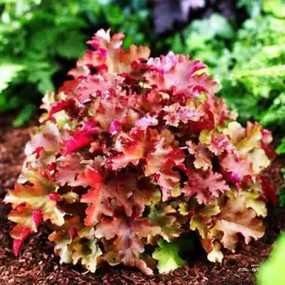 Гейхера МАРМЕЛАД в Колодищи