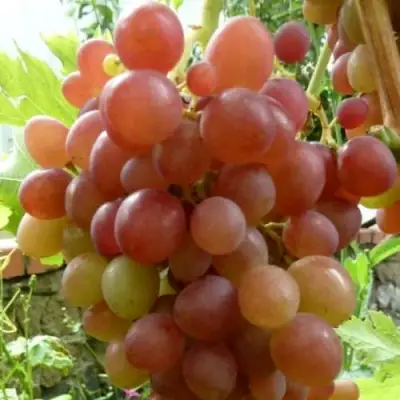 Виноград БЛЕСТЯЩИЙ в Колодищи