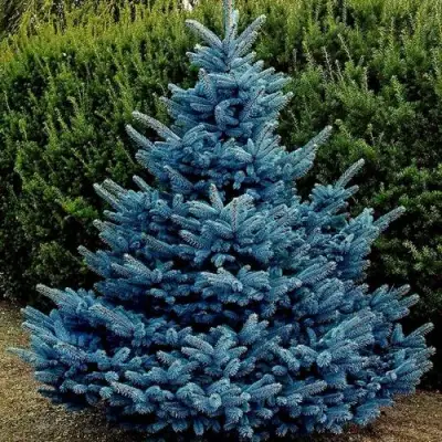 Ель МАДЖЕСТИК БЛЮ колючая в Колодищи