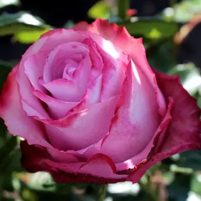 Роза ДИП ВОТЕР чайно-гибридная в Колодищи