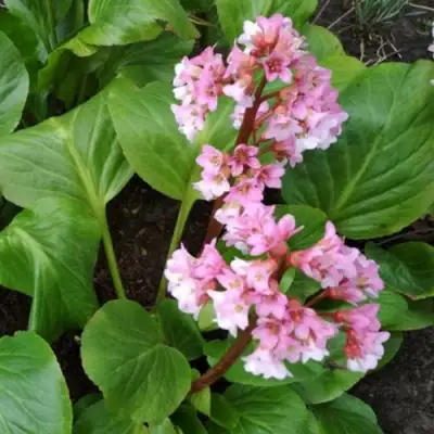 Бадан БЭБИ ДОЛЛ в Колодищи