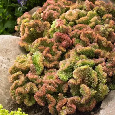 Очиток (седум) КРИСТАТУМ отогнутый в Колодищи