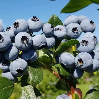 Голубика НЕЛЬСОН в Колодищи