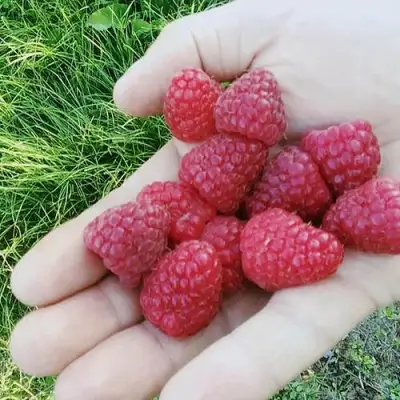 Малина ПОЛЬКА (ПОЛКА) в Колодищи