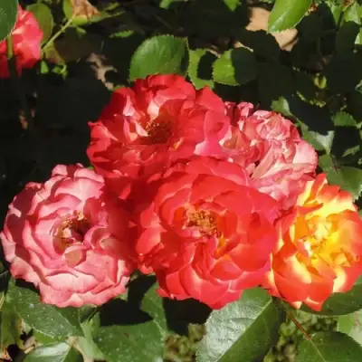 Роза ТАЙФУН спрей в Колодищи