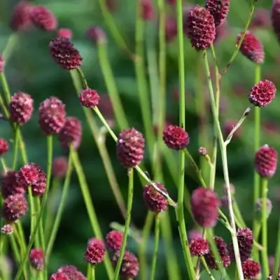 Кровохлебка ЧОКОЛАТ ТИП в Колодищи