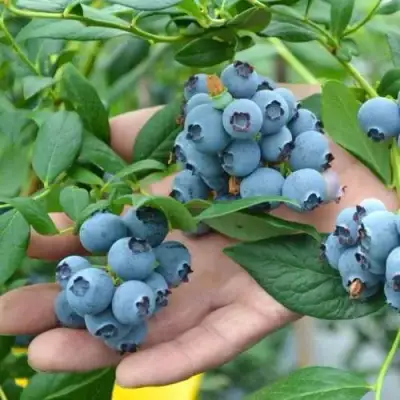 Голубика ТОРО в Колодищи