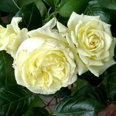 Роза ЭЛЬФ плетистая в Колодищи