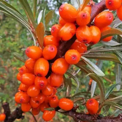 Облепиха ДЖЕМОВАЯ в Колодищи