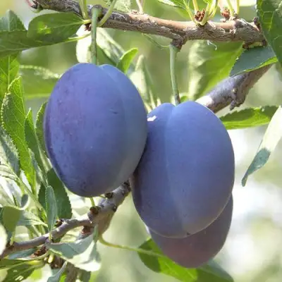 Слива СТЭНЛИ в Колодищи