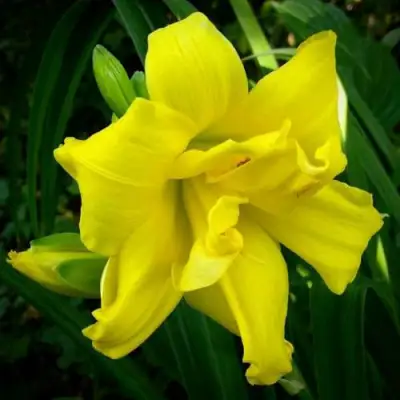 Лилейник ДАБЛ РИВЕР ВАЙ гибридный в Колодищи