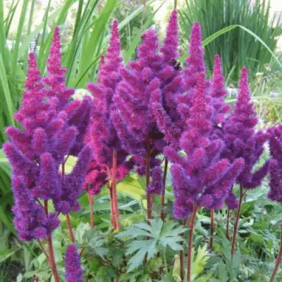 Астильба БЛЭК ЭНД БЛУ китайская в Колодищи