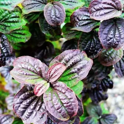 Дерен КОМПРЕССА кроваво-красный в Колодищи