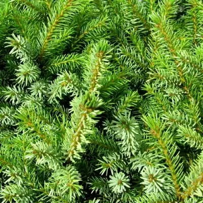 Ель НАНА сербская в Колодищи