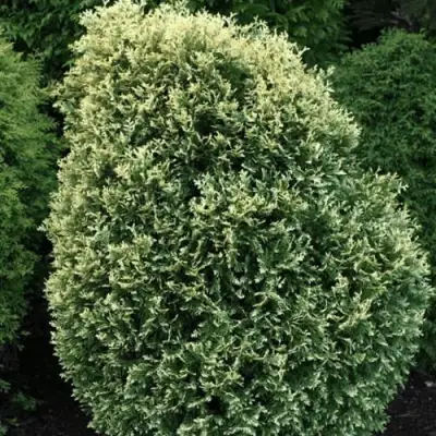 Туя ЛИТОМИШИЛ западная в Колодищи