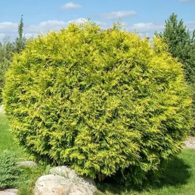 Туя ГОЛДЕН ГЛОБ западная в Колодищи
