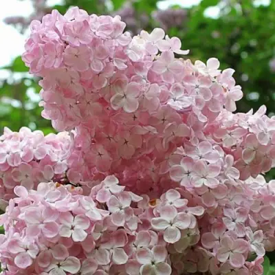 Сирень ВЕЧЕРНИЙ ЗВОН в Колодищи