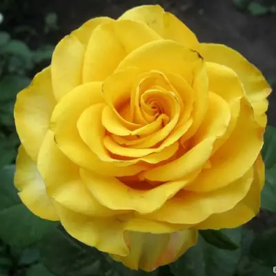 Роза КЕРИО чайно-гибридная в Колодищи