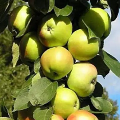 Яблоня ПРЕЗИДЕНТ колонновидная в Колодищи