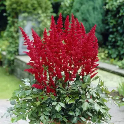 Астильба СПАРТАН Арендса в Колодищи