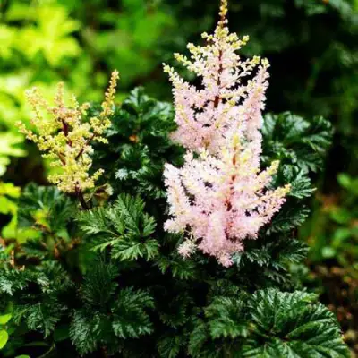 Астильба ЛИЛИПУТ курчавая в Колодищи