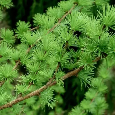 Лиственница европейская в Колодищи