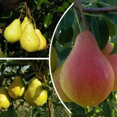 Комплект ТРИ ГРАЦИИ в Колодищи