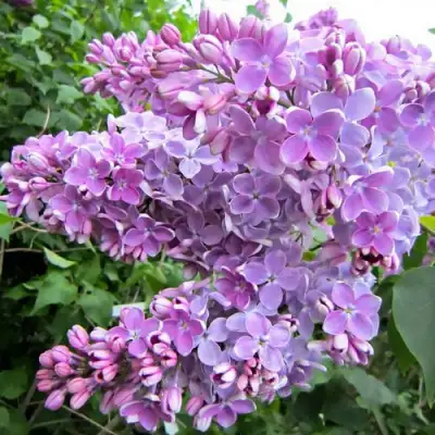 Сирень ОЛЯ в Колодищи