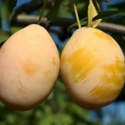 Слива ВАШИНГТОН в Колодищи