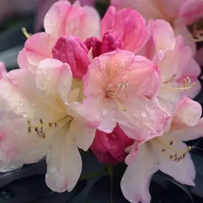 Рододендрон ПЕРСИ ВАЙСМАН в Колодищи