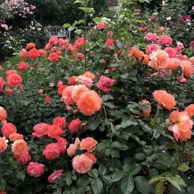 Роза БЕЛЬВЕДЕР шраб в Колодищи