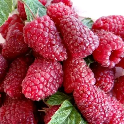 Малина КАСКАД ДЕЛАЙТ в Колодищи