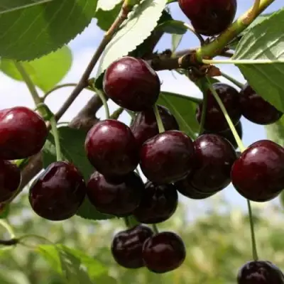 Вишня СВЕРДЛОВЧАНКА степная в Колодищи