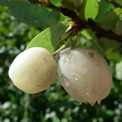 Голубика СНЕГУРОЧКА в Колодищи