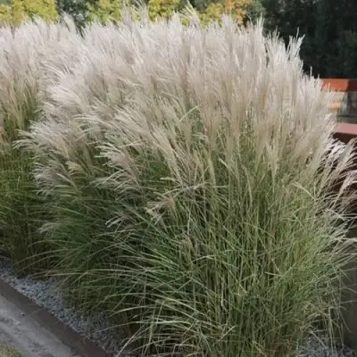 Мискантус КЛЯЙН СИЛЬБЕРСПАЙН китайский  в Колодищи