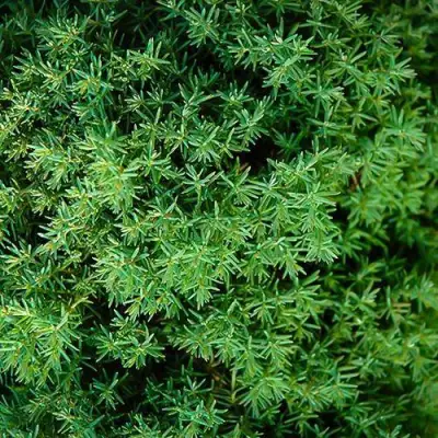 Туя ТЕДДИ западная в Колодищи