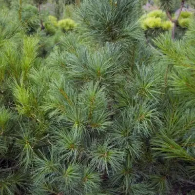 Сосна АРМАНДИ в Колодищи