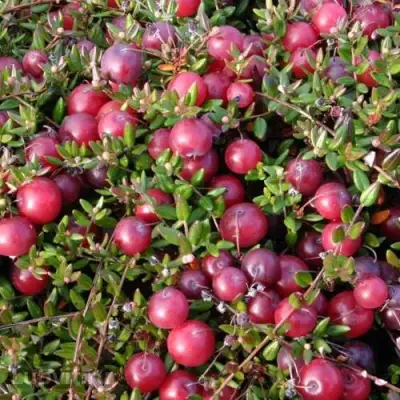 Клюква БЕН ЛИР в Колодищи