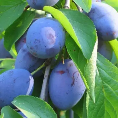 Слива ПЕРДРИГОН в Колодищи