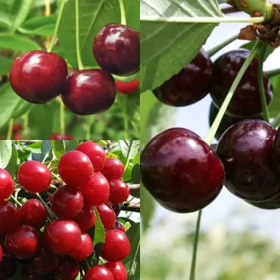 Комплект ВИШНЕВЫЙ САД в Колодищи