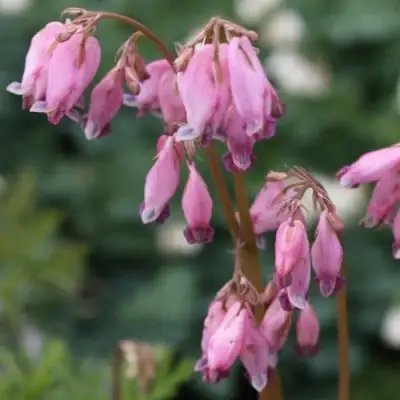 Дицентра изящная в Колодищи