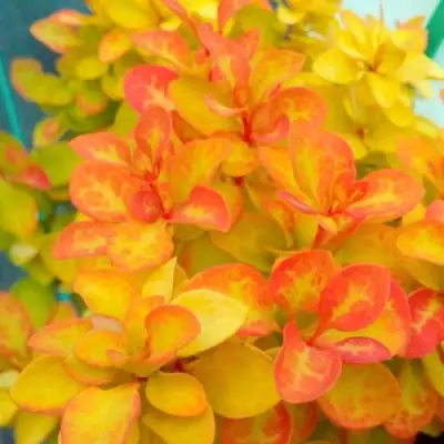 Барбарис САММЕР САНСЕТ тунберга в Колодищи