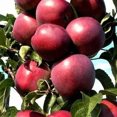 Яблоня СОЗВЕЗДИЕ колонновидная в Колодищи