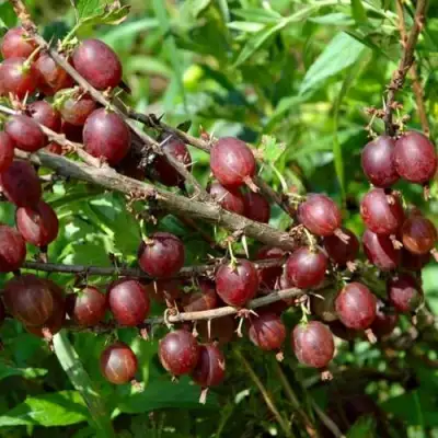 Крыжовник ОЛАВИ (ХИННОНМАЕН ПУНАЙНЕН) в Колодищи