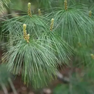 Сосна АРМАНДИ в Колодищи