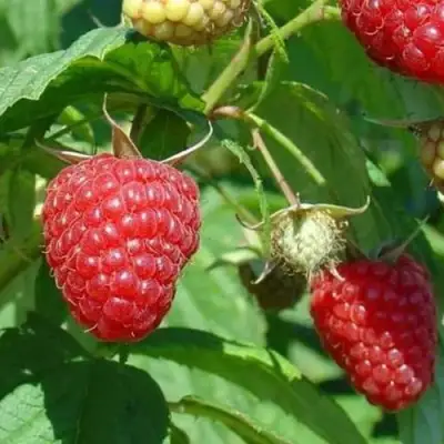 Малина ТАДМОР в Колодищи