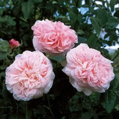 саженцы розы Клэр Роуз